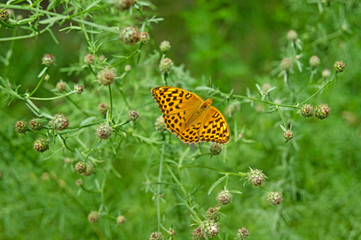 Dark green fritillary (Argynnis aglaja) is a butterfly of the family Nymphalidae