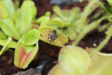 Venusfliegenfalle mit Insekt