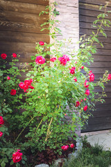 Fototapeta na wymiar A bush of roses grows on a flower bed near a fence at a country house. Vertical photograph.