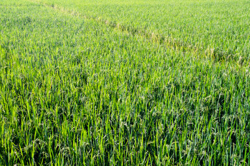 Fototapeta premium Frame-filling Indian paddy field showing short, high yielding variety of rice bearing beautiful golden ears. Horizontal composition. Top view. No sky.