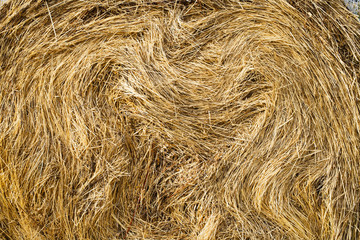 Hay closeup. it's summer