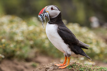 British Puffin Seabird (Fratercula arctica) from Skomer Island, Pembrokeshire, Wales UK