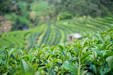 Focus tea leaf and Green Tea Plantations background at Doi Ang Khang , thailand