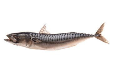 Mackerel on a white background