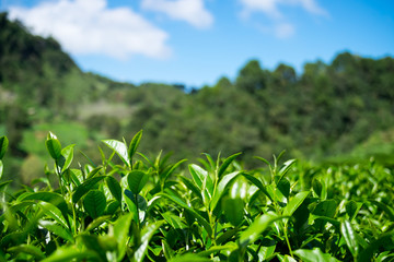 Close up fresh tea leaves on Tea plantations