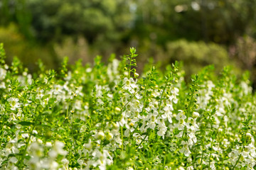Little white flower on the grass - soft focus