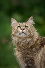 A cute Maine Coon cat stares up