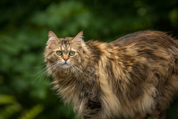 A Maine Coon cat stops mid track to stare at the camera © DavidGillisDesign
