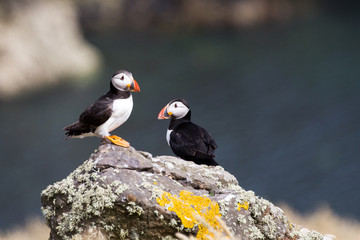 British Puffin Seabird (Fratercula arctica) from Skomer Island, Pembrokeshire, Wales UK