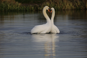 swans