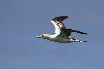 Gannets (Morus Bassanus) Grassholm Island, Pembrokeshire, UK