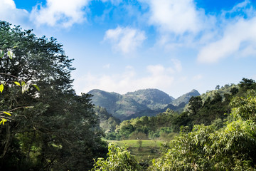 Fototapeta na wymiar Beautiful pine trees on background high mountains. Thailand