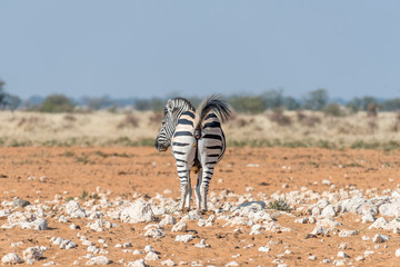 Burchells zebra pooing