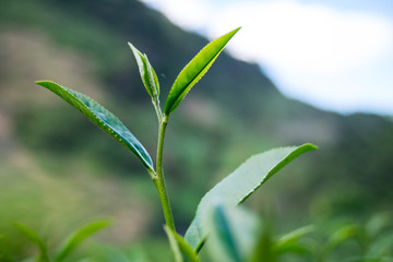 Close up fresh tea leaves on Tea plantations