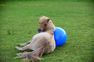 Shetland pony foal playing