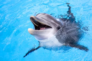 Foto op Plexiglas Dolfijn Dolfijn