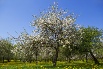 Naklejka premium Blooming garden. Many apple trees and flowers.