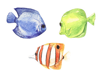 Coral reef fish © LiderIllustration