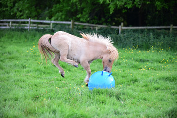 Shetland pony foal playing