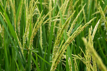 Fototapeta na wymiar Closeup of rice spike in Paddy field on autum.