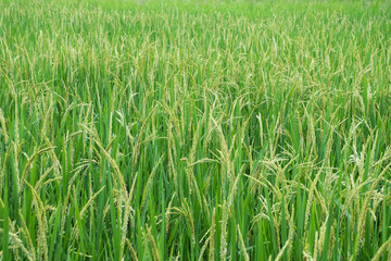 Growth leafs of paddy rice at countryside farm. texture of green grass fields background in Thailand
