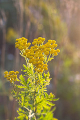 wild meadow flowers on evening sunlight background