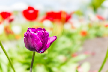 Field of beautiful purple and red tulips macro closeup with bokeh in spring or summer