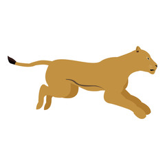 female lion african animal courageous creature