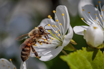 Bee on a white cherry blossom collecting pollen and gathering nectar to produce honey in the hive