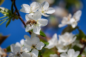 Bee on a white cherry blossom collecting pollen and gathering nectar to produce honey in the hive