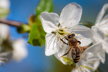 Bee on a white cherry blossom collecting pollen and gathering nectar to produce honey in the hive