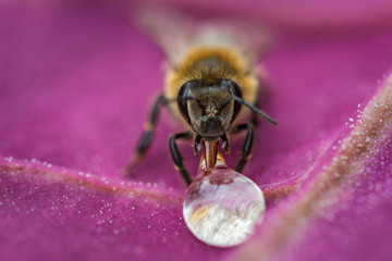 Macro image of a bee on a leaf drinking a honey drop from a hive