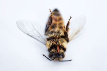 Macro image of a dead bee on a white background from a hive in decline, plagued by the Colony collapse disorder and other diseases