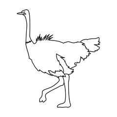 ostrich birds of savannah african fauna wildlife in tropics