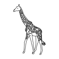 giraffe animal herbivore african wildlife