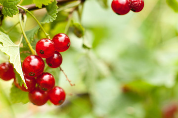 Redcurrant fruit on the bush. Harvest of ripe fluffy redcurrant. Red fruits on a green background.