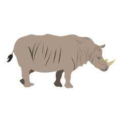 rhino wild animal africa exotic mammal