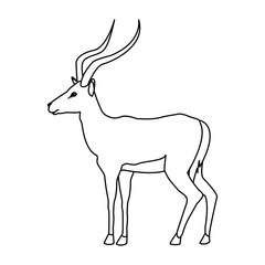 portrait of a standing impala africa mammal wild