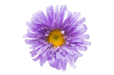 Aster flower isolated