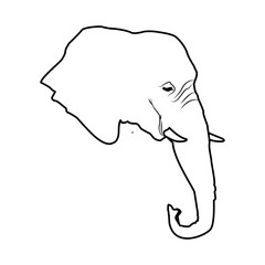 head elephant wild animal safari african