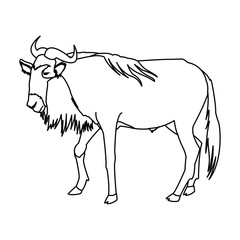 wildebeest standing african wildlife animal