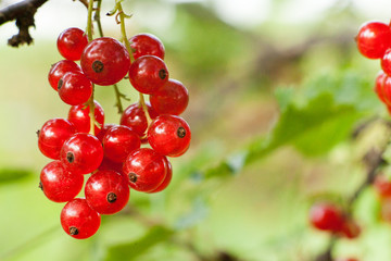 Red currant fruit on the bush. Harvest of ripe fluffy red currant. Red fruits on a green background.