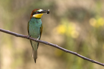 European bee eater (Merops apiaster)