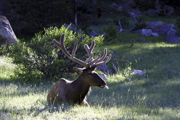 Bull Elk back lit at dawn in Rocky Mountain National Park in Colorado