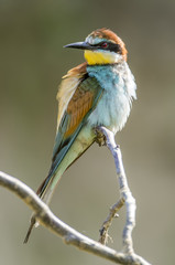 European bee eater (Merops apiaster)