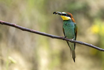 European bee eater (Merops apiaster)