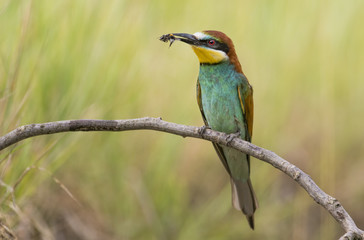 European bee eater (Merops apiaster)