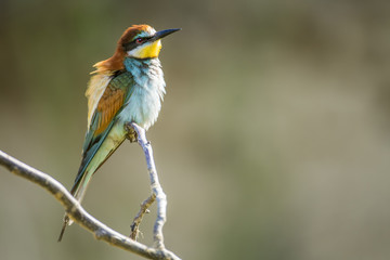 European bee eater (Merops apiaster)