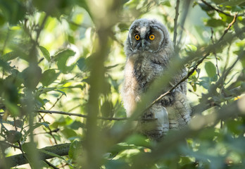 Young Long-eared owl (Asio otus)