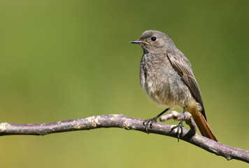 Black Redstart (Phoenicurus ochruros)